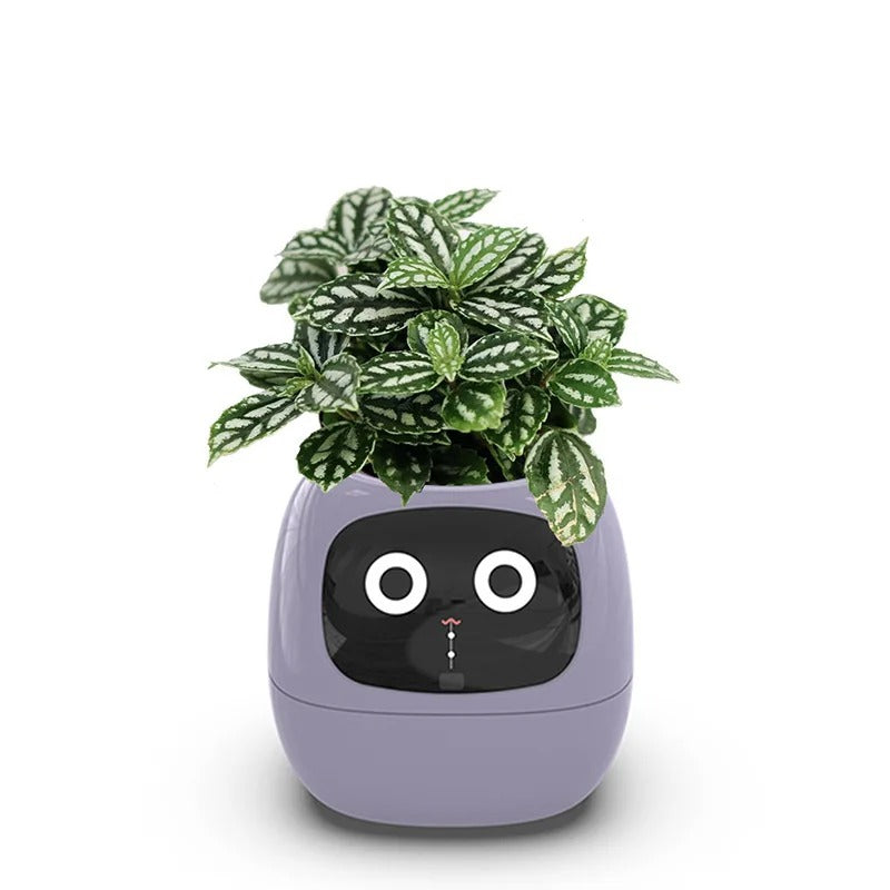 Smart Plant Ivy